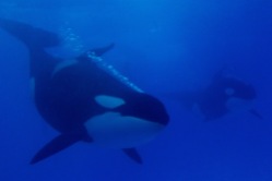 Two Orcas interacting at SeaWorld Orlando